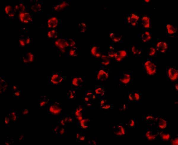 a31791 pak7 primary antibodies if testing 3