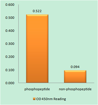 Enzyme-Linked Immunosorbent Assay (Phospho-ELISA) for Immunogen Phosphopeptide (Phospho-left) and Non-Phosphopeptide (Phospho-right), using Parkin (Phospho-Ser131) Antibody