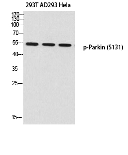 Western blot analysis of 293T AD293 Hela using p-Parkin (S131) antibody