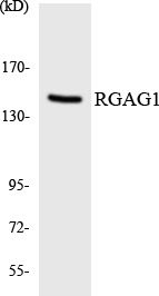 Western blot analysis of the lysates from HT-29 cells using RGAG1 antibody