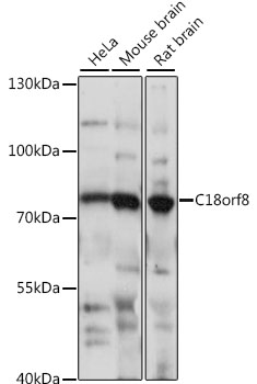 Western blot analysis of extracts of various cell lines, using C18orf8 antibody