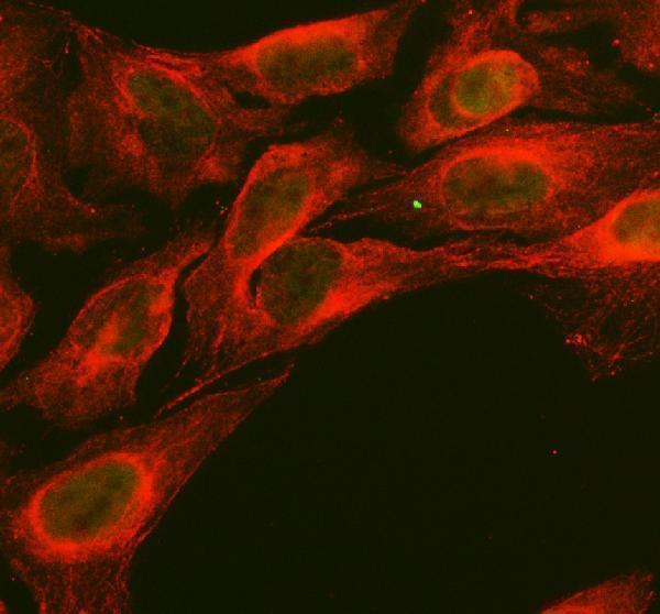 a31823 2 c14orf166 rtraf primary antibodies if testing 7