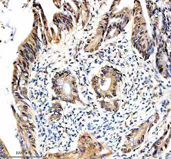 a31823 2 c14orf166 rtraf primary antibodies ihc testing 4