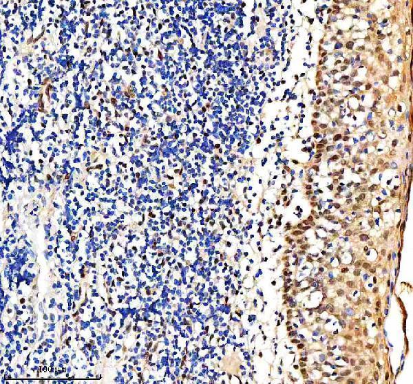 a31823 2 c14orf166 rtraf primary antibodies ihc testing 5