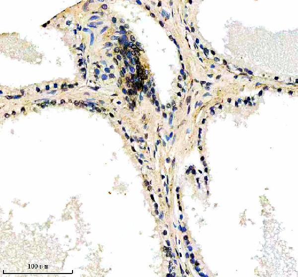 a31823 2 c14orf166 rtraf primary antibodies ihc testing 6