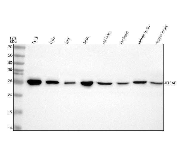  Western blot analysis of C14orf166/RTRAF using anti-C14orf166/RTRAF antibody (A31823-2)