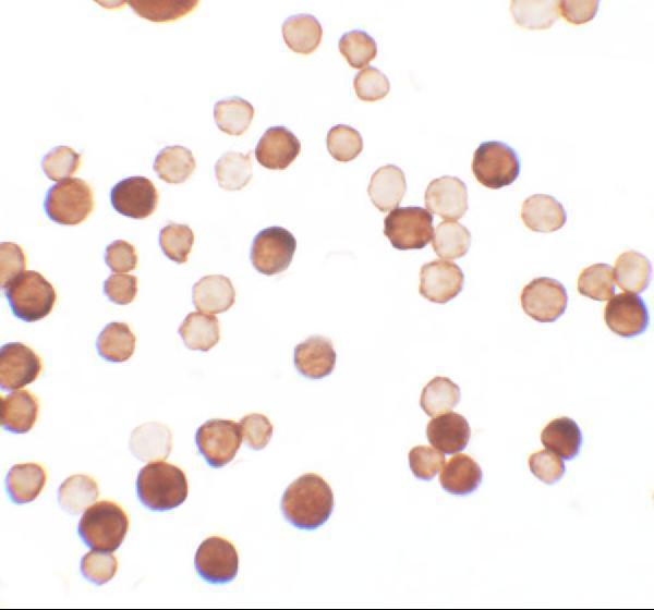 a31838 c1orf64 primary antibodies icc testing 2