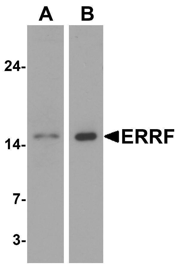 a31838 c1orf64 primary antibodies wb testing 1