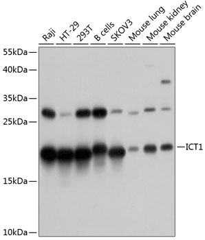 Western blot analysis of extracts of various cell lines, using ICT1 antibody  at 1:1000 dilution