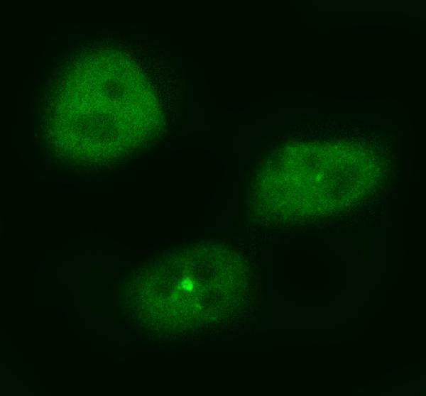  IF analysis of GSG2/HASPIN using anti-GSG2/HASPIN antibody (A31862-2)