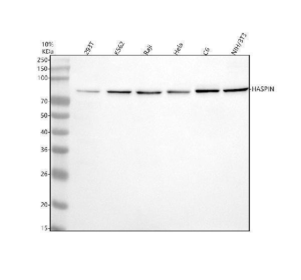  Western blot analysis of GSG2/HASPIN using anti-GSG2/HASPIN antibody (A31862-2)