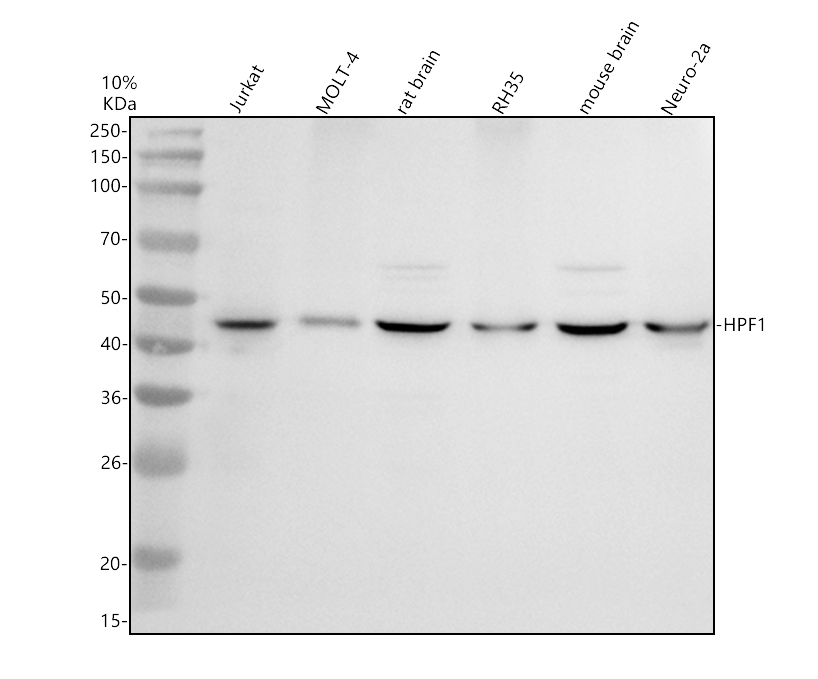 a31884 2 hpf1 primary antibodies wb testing 1