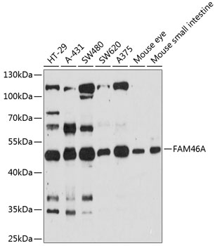 Western blot analysis of extracts of various cell lines, using FAM46A antibody  at 1:3000 dilution
