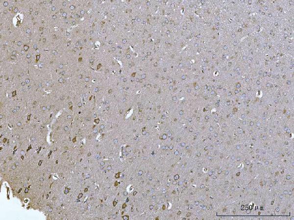 a31970 selenot primary antibodies ihc testing 11