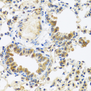 Immunohistochemistry of paraffin-embedded mouse lung using C8orf4 antibody  at dilution of 1:100 