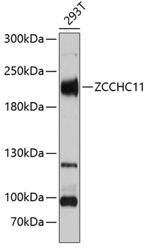 a32031 tut4 primary antiboties wb testing 1