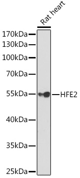 Western blot analysis of extracts of Rat heart, using HFE2 Rabbit pAb  at 1:1000 dilution