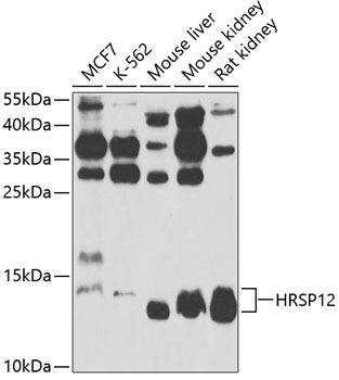 Western blot analysis of extracts of various cell lines, using HRSP12 antibody  at 1:1000 dilution