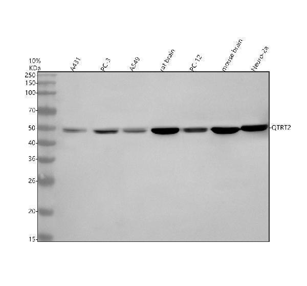  Western blot analysis of QTRT2 using anti-QTRT2 antibody (A32112-1)
