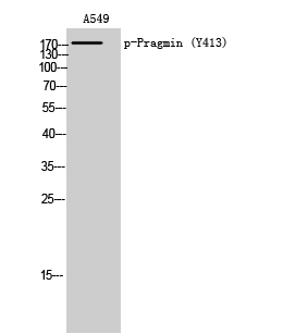 Western Blot analysis of A549 cells using Phospho-Pragmin (Y413) Polyclonal Antibody