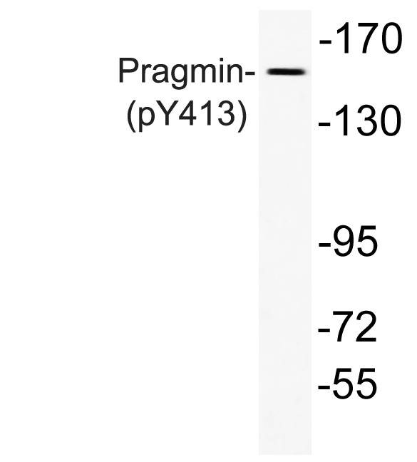 Western blot analysis of lysate from A549 cells, using phospho-Pragmin (Phospho-Tyr413) antibody