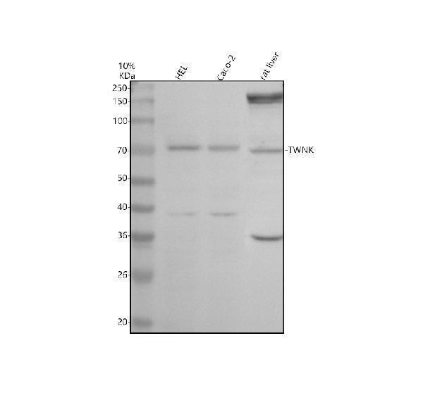 a32117 twnk primary antibodies wb testing 1