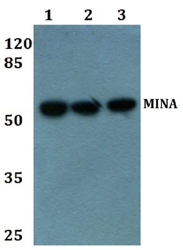 Western blot (WB) analysis of MINA polyclonal antibody at 1:500 dilution
Lane1:HEK293T whole cell lysate
Lane2:NIH-3T3 whole cell lysate
Lane3:PC12 whole cell lysate