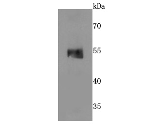 Western blot analysis of MINA53 on PC-12 cells lysates using anti-MINA53 antibody at 1/500 dilution