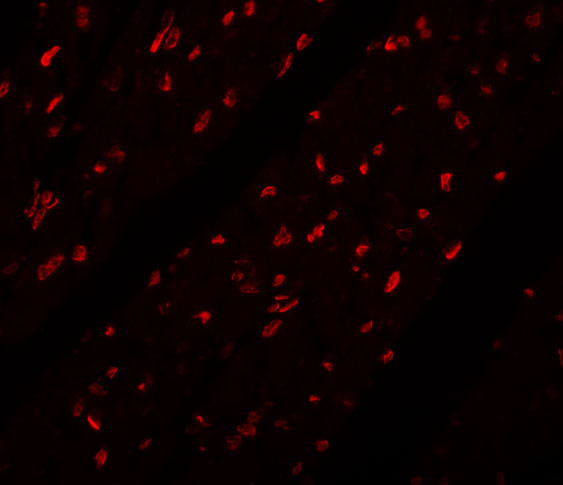 a32122 mina primary antibodies if testing 3