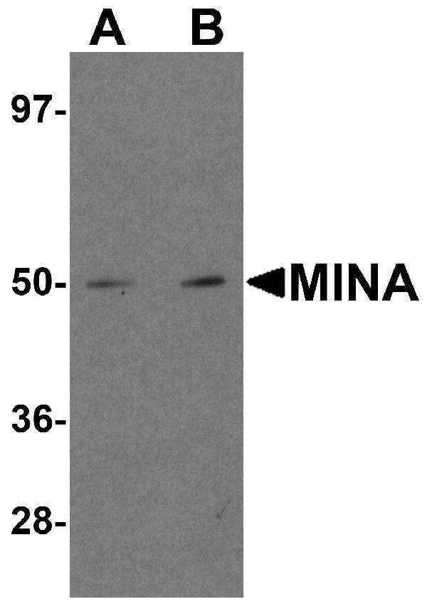 a32122 mina primary antibodies wb testing 1