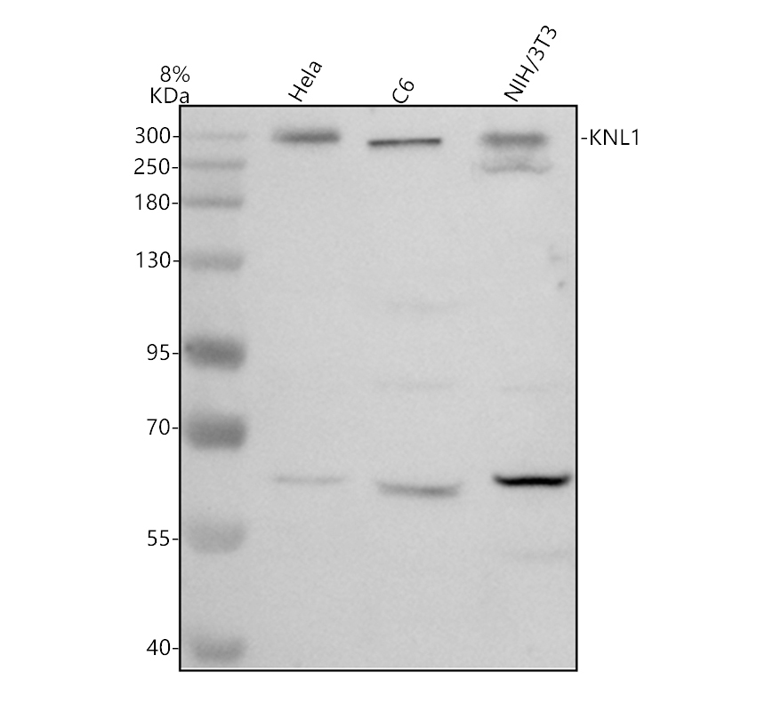 Western blot analysis of KNL1 using anti-KNL1 antibody (A32138-1)