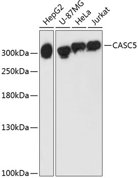 Western blot analysis of extracts of various cell lines, using CASC5 antibody  at 1:3000 dilution