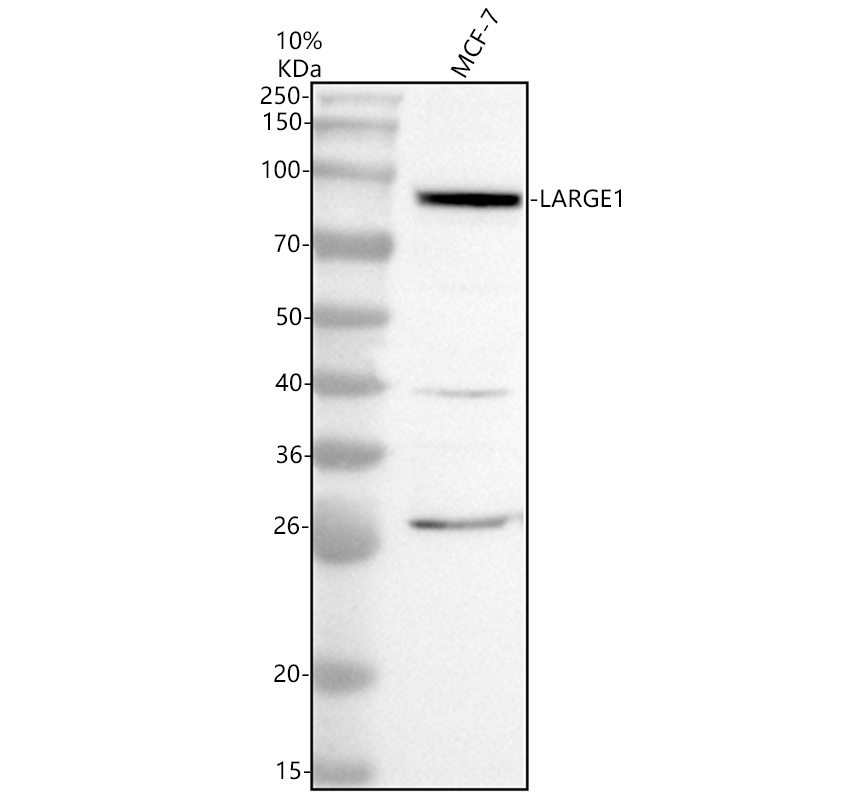 a32176 1 large1 primary antibodies wb testing 1