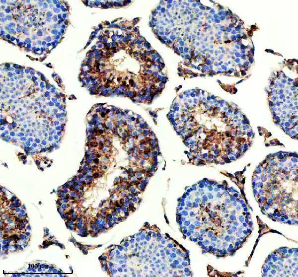 a32228 iqcm primary antibodies ihc testing 1