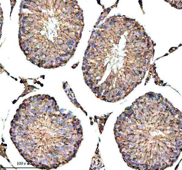 a32228 iqcm primary antibodies ihc testing 2