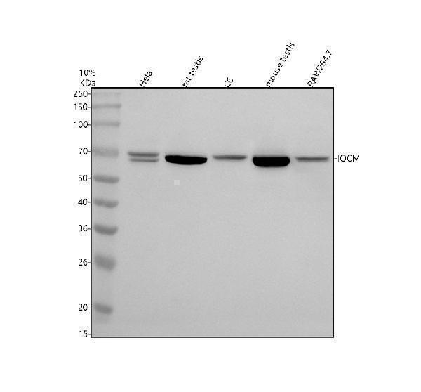 a32228 iqcm primary antibodies wb testing 1