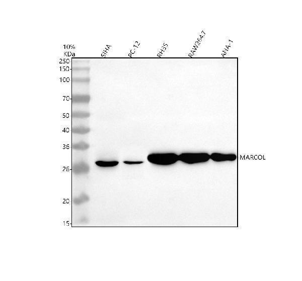 a32233 marcol primary antibodies wb testing 1