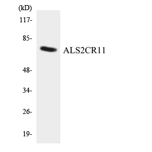 a32253 c2cd6 primary antibodies wb testing 1