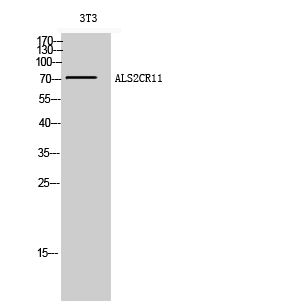 a32253 c2cd6 primary antibodies wb testing 2