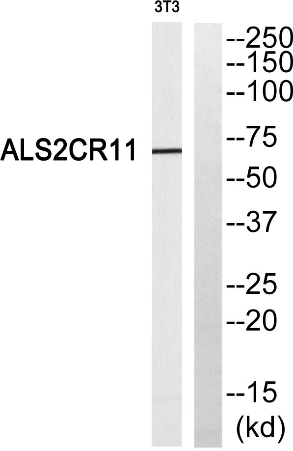 a32253 c2cd6 primary antibodies wb testing 3