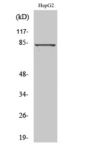 Western blotting validation for Anti-GRK 3 Antibody A32254
Western Blot (WB) analysis of specific cells using GRK 3 polyclonal antibody