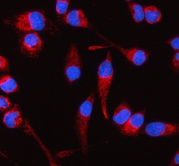 a32263 2 coq8b primary antibodies if testing 12