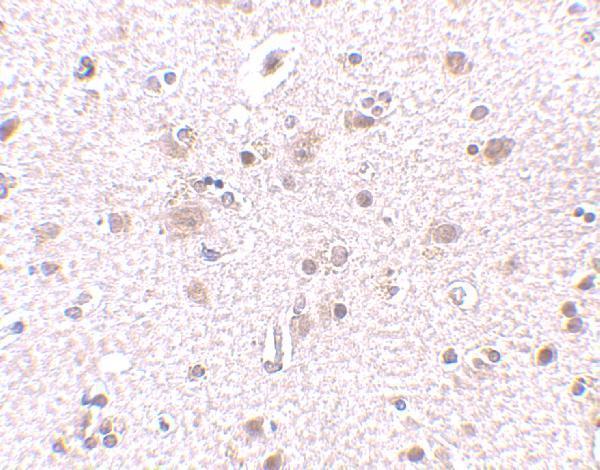 a32264 bre primary antibodies ihc testing 2