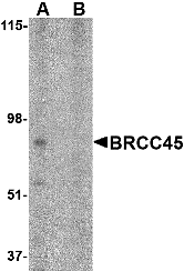 a32264 bre primary antibodies wb testing 1