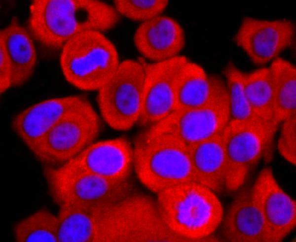 ICC staining ATP5A1 in MCF-7 cells (red)