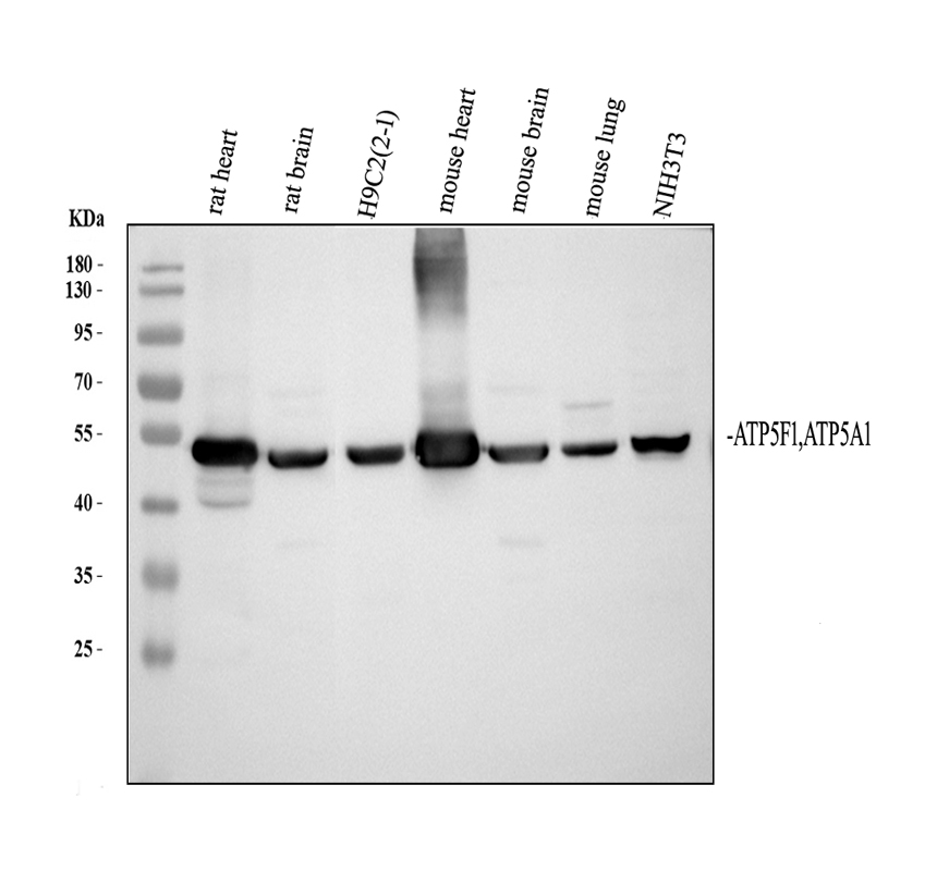 a32267 2 atp5f1a primary antibodies wb testing 3