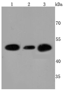 Western blot analysis of ATPB on different cells lysates using anti-ATPB antibody at 1/500 dilution