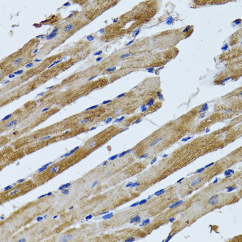 a32270 atp5f1b primary antiboties ihc testing 3