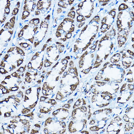 Immunohistochemistry of paraffin-embedded rat stomach using ATP5O Rabbit pAb  at dilution of 1:100 