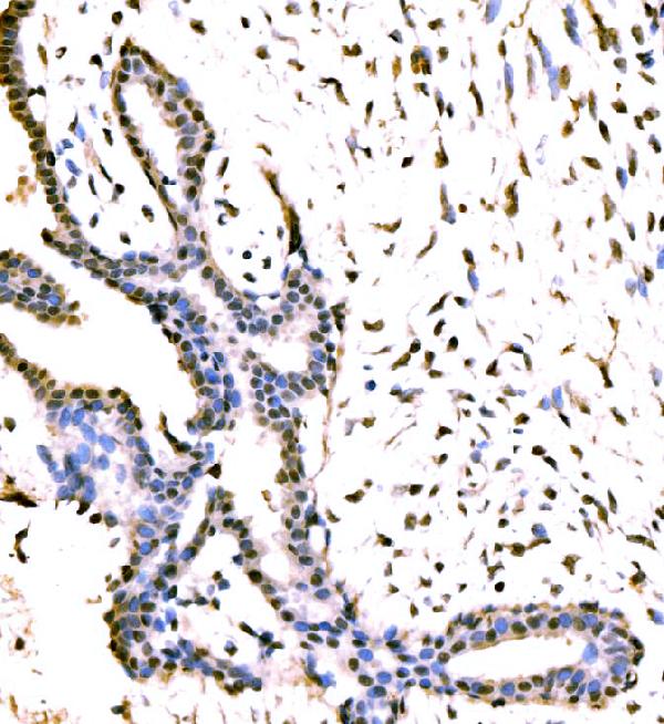 KIAA1429/VIRMA Antibody
